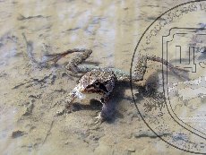 Лягушка малоазиатская 002